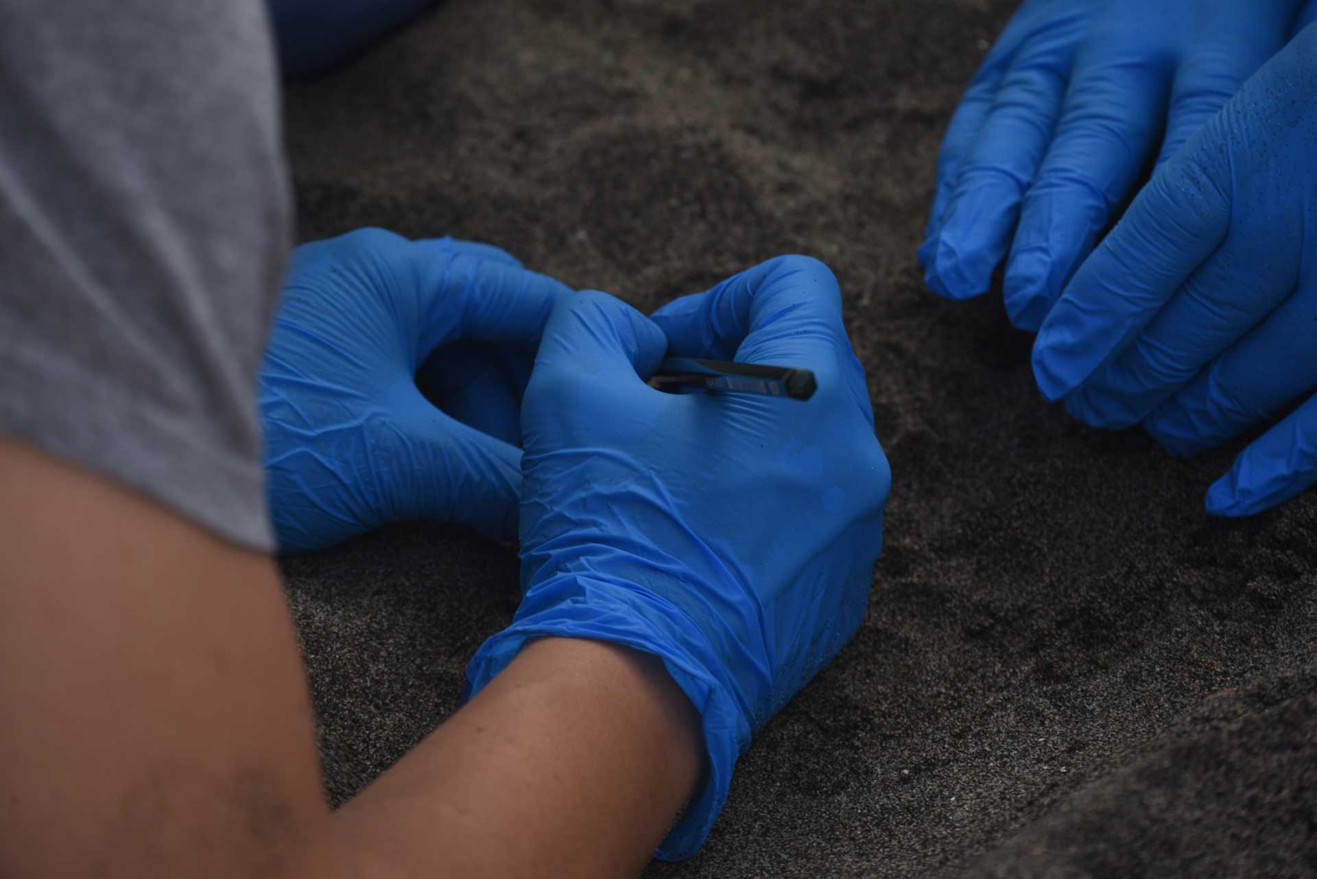 Una tartaruga marina deposita le sue uova a Ostia